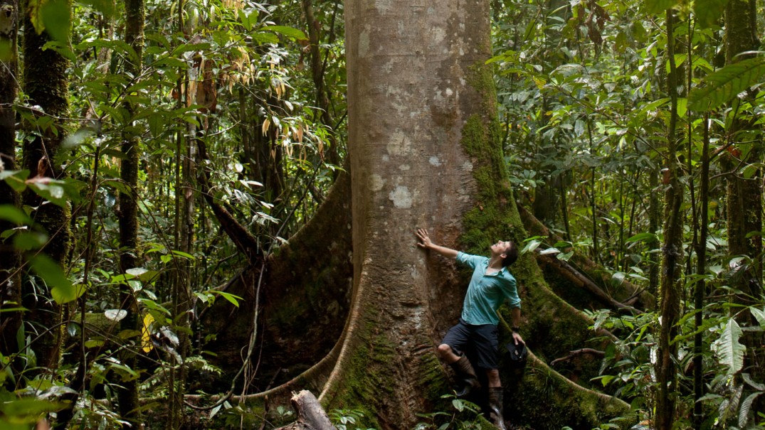 Explorer and Author Martin Holland standing at the base of an enormous tree with buttress roots in Central Kalimantan
